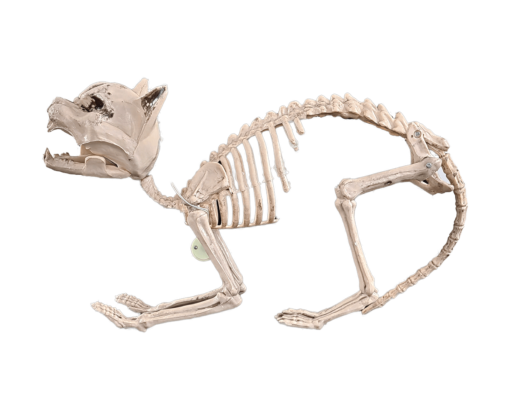 Animated cat skeleton