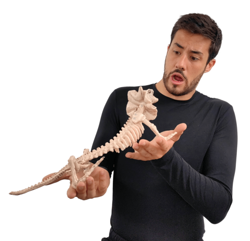 Lizard skeleton