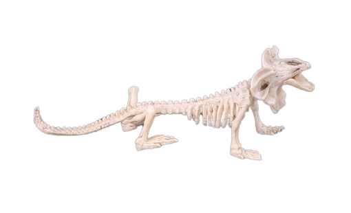 Lizard skeleton