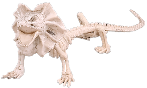 Lizard skeleton